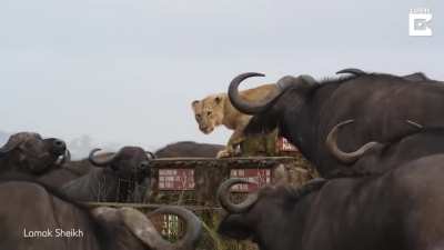 ? Buffalo Herd Surrounds Lonely Lion