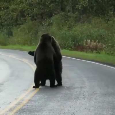 Grizzly bears fighting alongside the highway