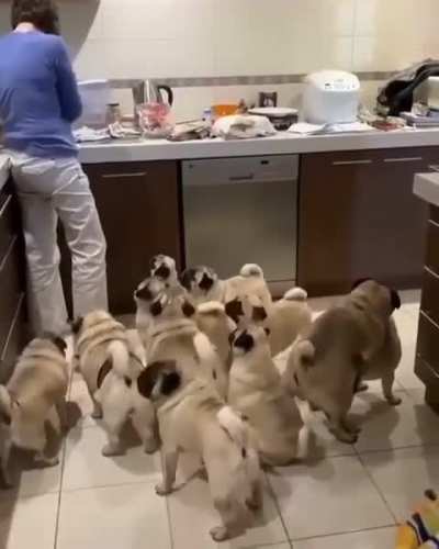 Only true pug lovers can handle this??...