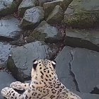 ? Snow leopard sees new camera in its enclosure