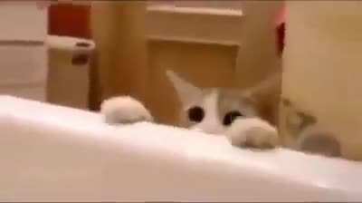 Cat tries to save owner from taking a bath