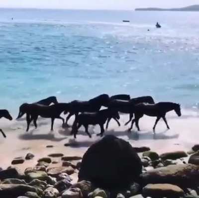 Retired race horses having a day out at the beach