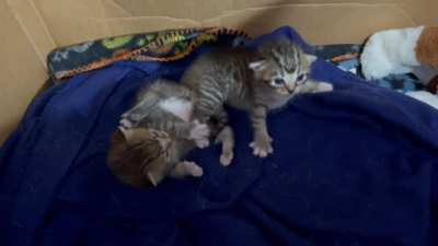 Wiggly kittens
