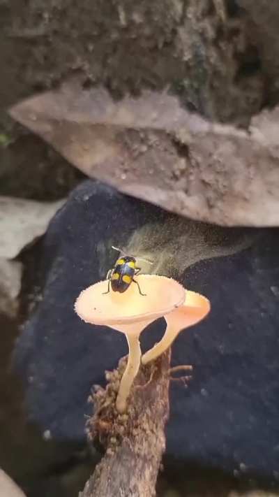 ? Beetle enjoying a Mushroom Spore Shower ?