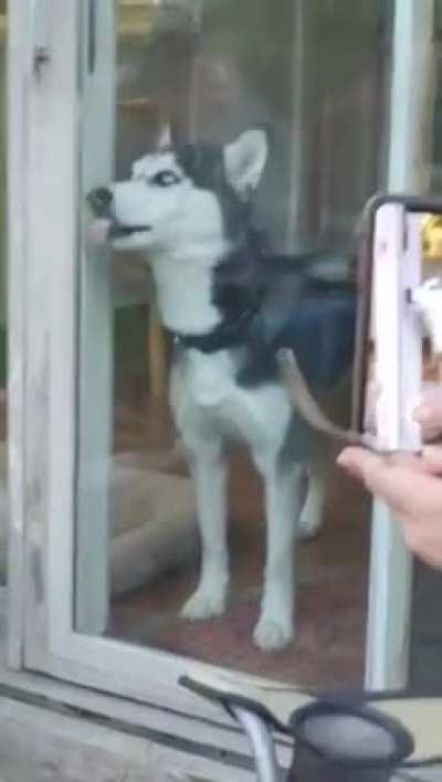 Just a husky being a husky