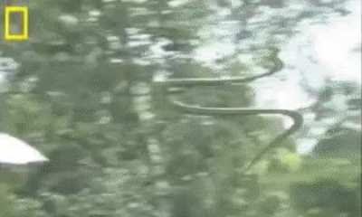 ? The chrysopelea, or flying snake, can glide as many as 100 meters through the air