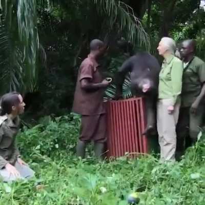 ? Rehabilitated Chimpanzee named Wounda showed gratefulness to Jane and team upon release back to the wild.