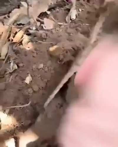 Is this a corpse or what