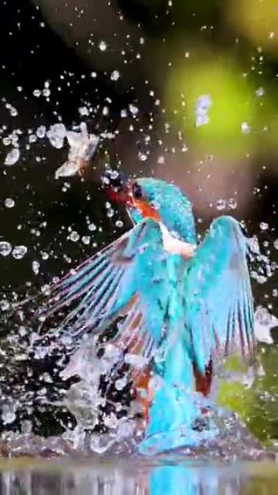 ? Kingfisher doing what he's best at