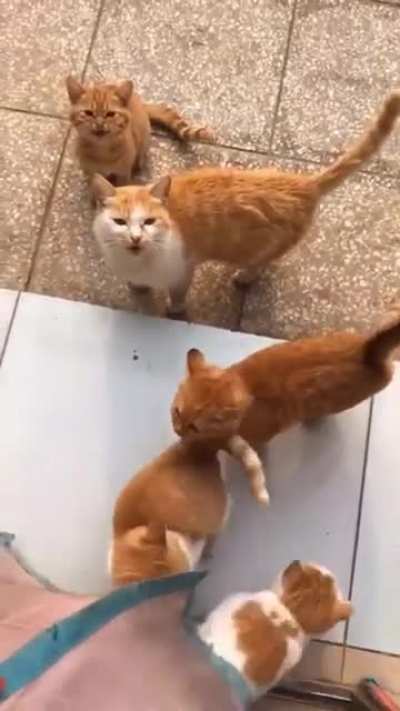 ? Warning: overdose of meow