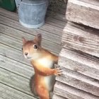 Squirrel thinks it can carry three nuts, not only two ?