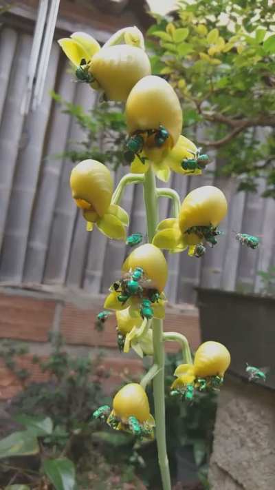? Fascinating green emerald bees