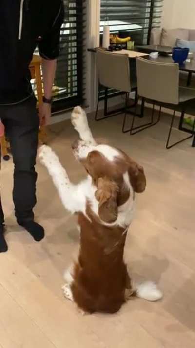 Dog learning new trick (struggling with balance ???)