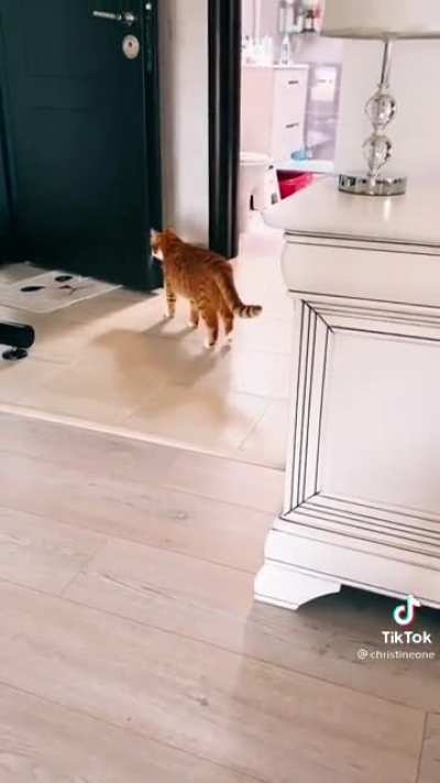 Rug jumps!