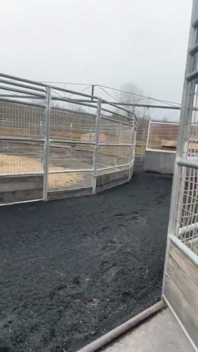 When you think you are a race horse.