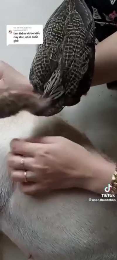 Most effective tick removal method