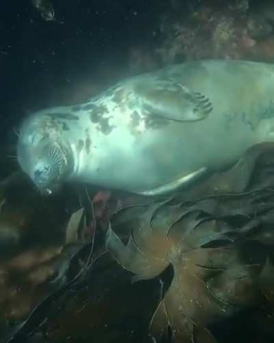 ? Peaceful slumber of this seal