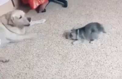 That's not a bark..Here, let me show you..