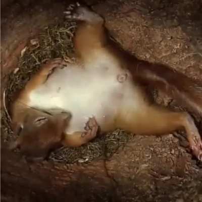 ? Inside A Squirrel’s Nest