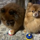 There are two kinds of dogs