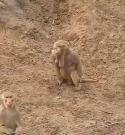Nice balls