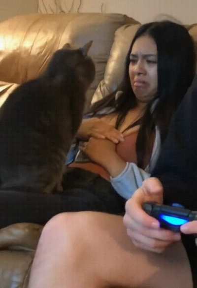 So I heard you don't like cats.