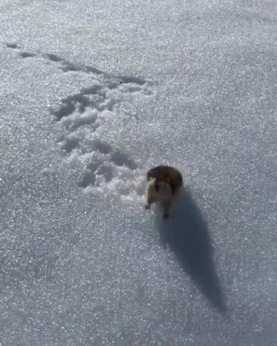 A lemming in Norway informing a skier that 'this area is private property'.