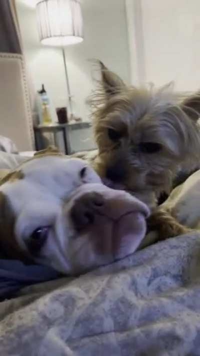 Every AM &amp; PM my Yorkie cleans his sister’s face / wrinkles