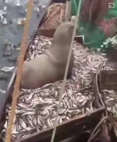 Nice catch