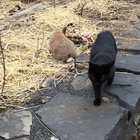 Buddy the bunny behaving badly