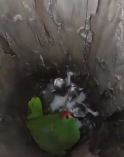 That's a nice parrot