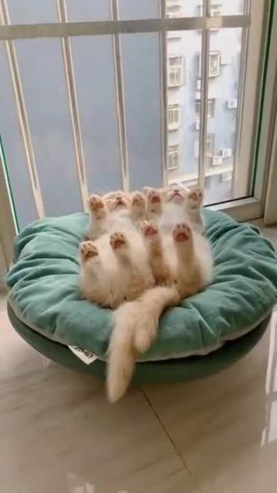 Adorable sleeping kitties ?