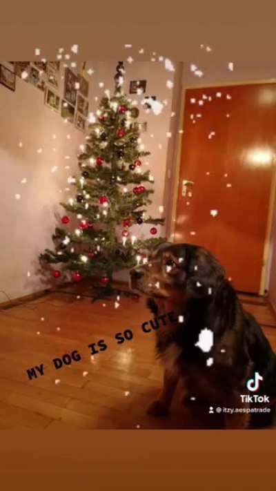 [50/50] [SFW] Ugly Dog with Christmas Tree || [SFW] Fat Dog with Christmas Tree