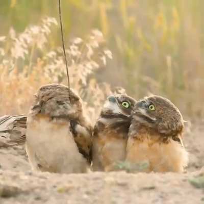? Owls checking out the stick which their friend got from somewhere