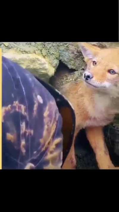 Man rescued the coyote.