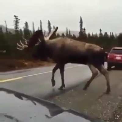 ? Absolute Unit Of A Moose Spotted Crossing A Road In Alaska