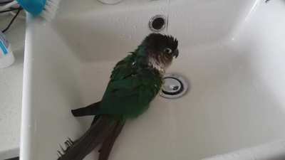 Birb
