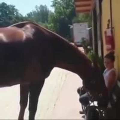 Horse