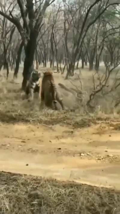 ? Two Tigers battle for alpha status