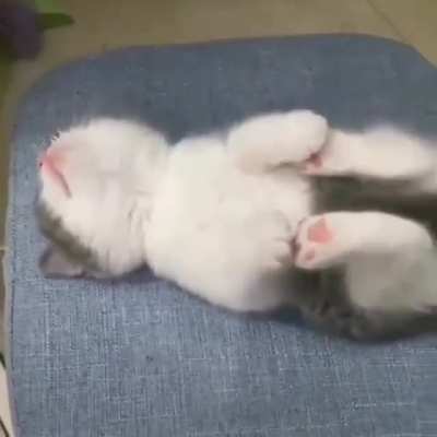 Such a cute little kitten ?