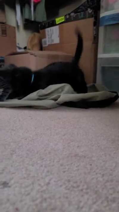 Kittens running, jumping, playing, and running into stuff!! So cute