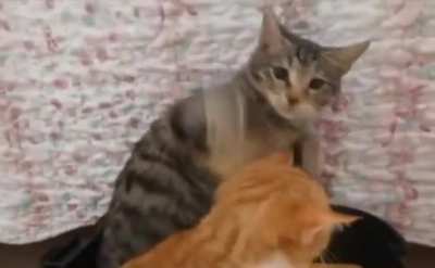 Take your stinking hands off her you damn dirty human!