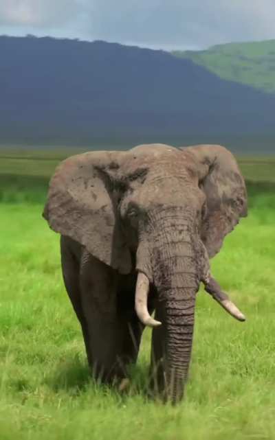 ?the King of Africa