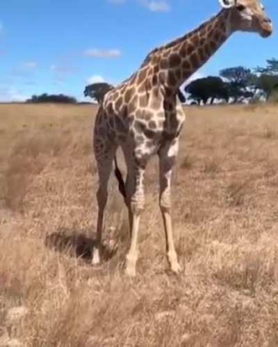 ? Giraffes prefer to eat foliage from trees, but in case of food shortage, they can also eat grass, squatting in a spectacular jump.