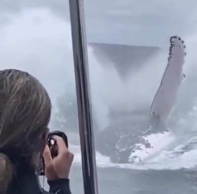 ? Massive Humpback whale