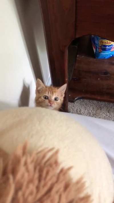 smol munchkin