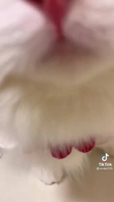 Cat tutorial “ How to squeak adorably “