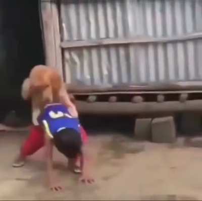 trying to kick the dog