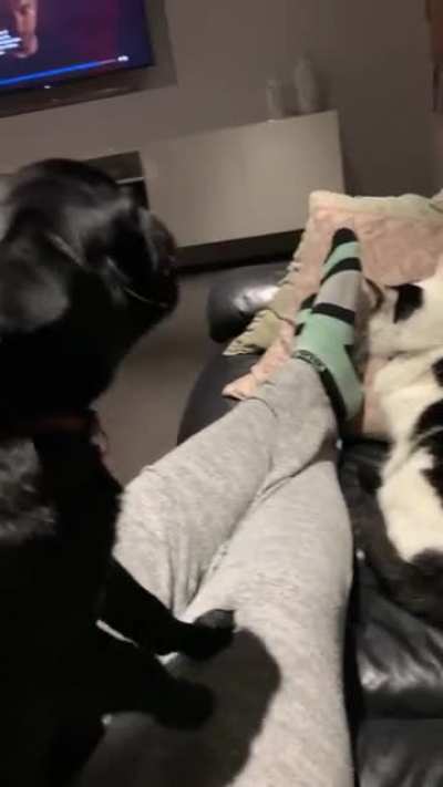 Dog meows and cat gets confused?
