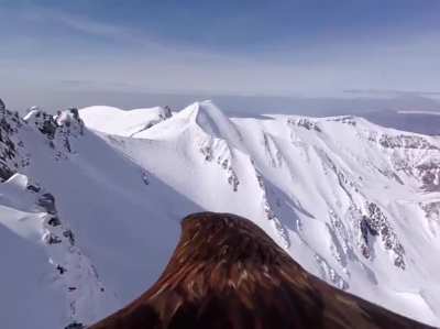 "Bird's-Eye View": Eagle with a GoPro soars over the Massif Central mountains in France